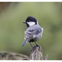 Parus cinereus Vieillot, 1818